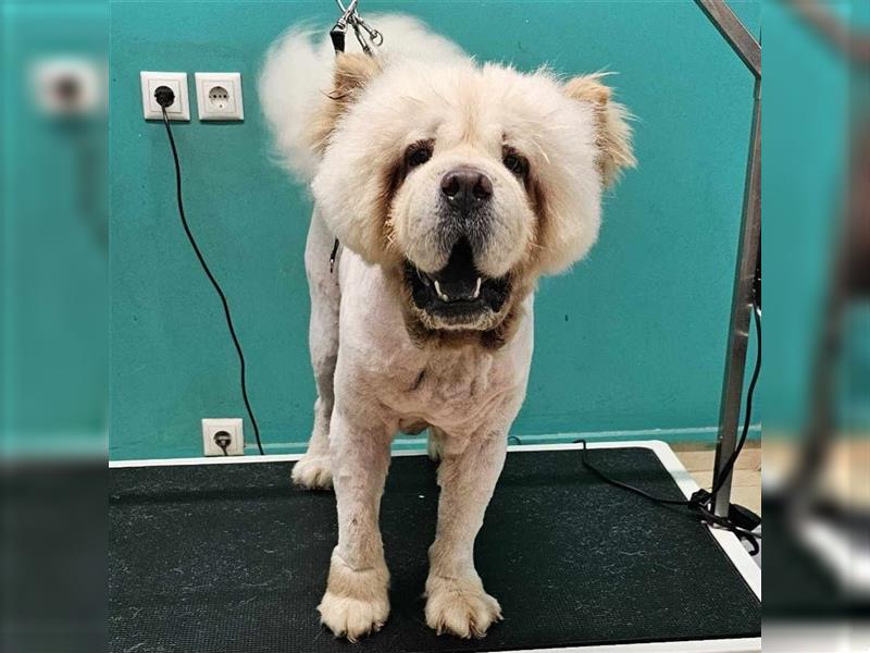 Charlie- Chow Chow- sucht ein Zuhause / eine Pflegestelle