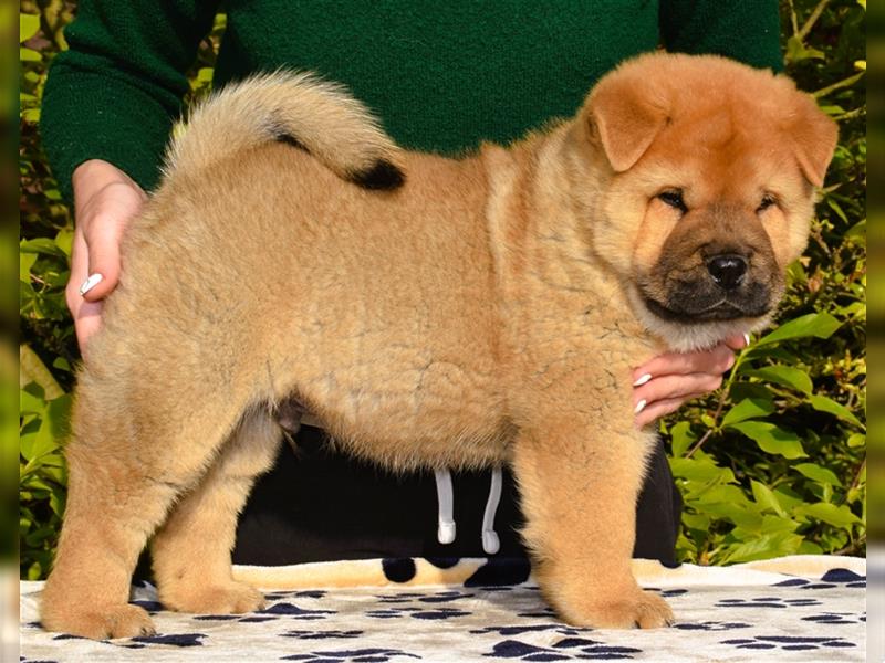 Quality smooth chow chow puppies (FCI)