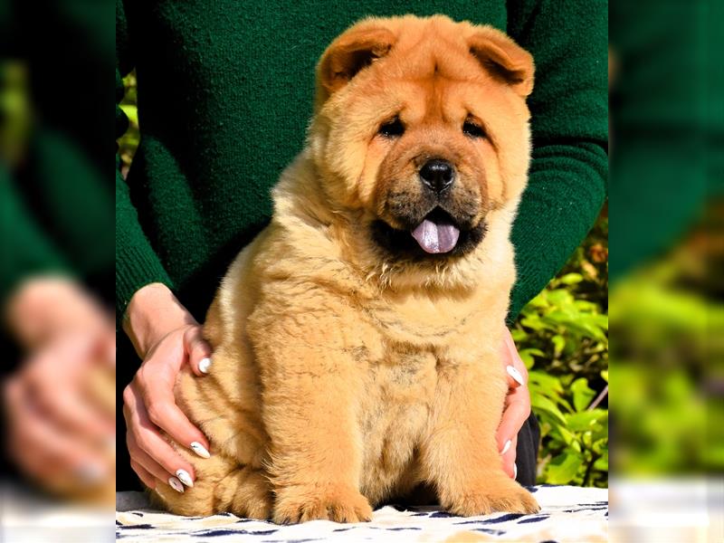Quality smooth chow chow puppies (FCI)