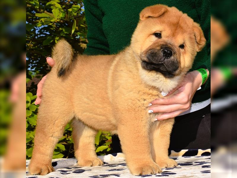 SPECIAL OFFER! Quality smooth chow chow puppies (FCI)