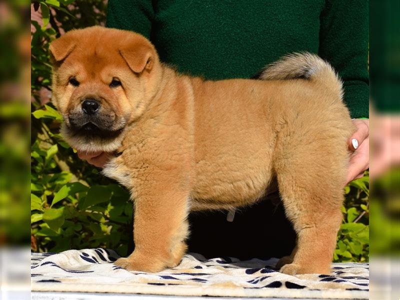 SPECIAL OFFER! Quality smooth chow chow puppies (FCI)