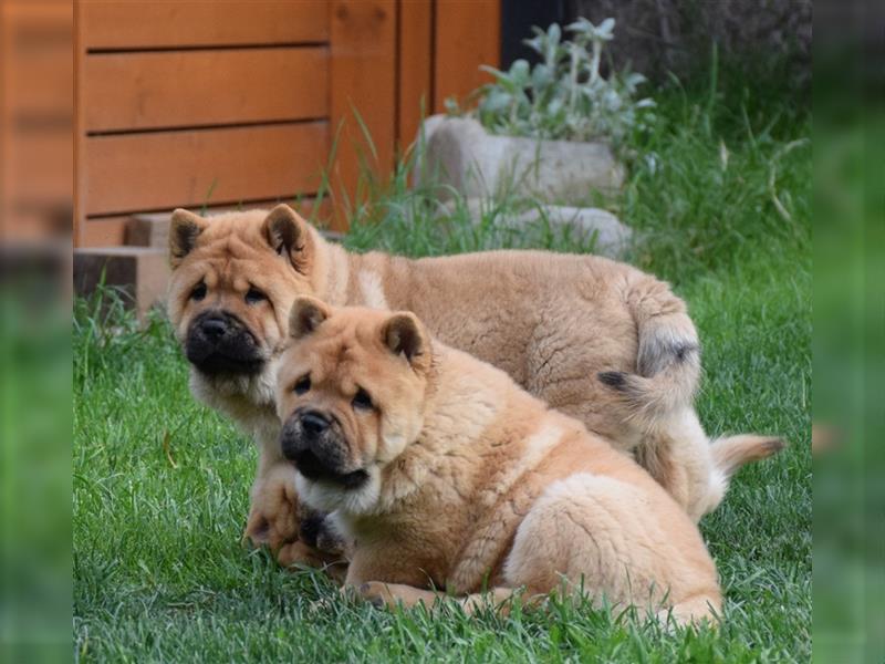 SPECIAL OFFER! Quality smooth chow chow puppies (FCI)