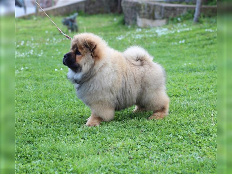 Chow Chow