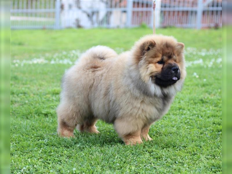 Chow Chow