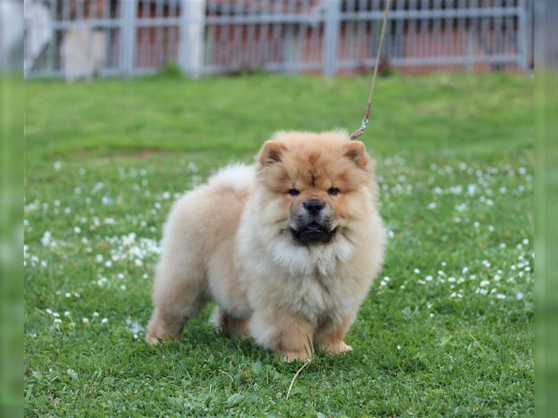 Chow Chow