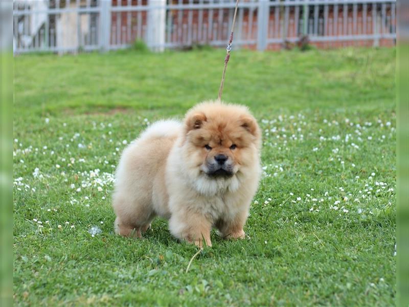 Chow Chow