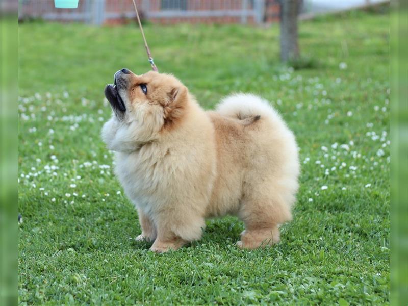 Chow Chow