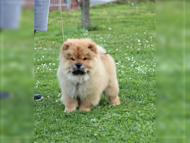 Chow Chow