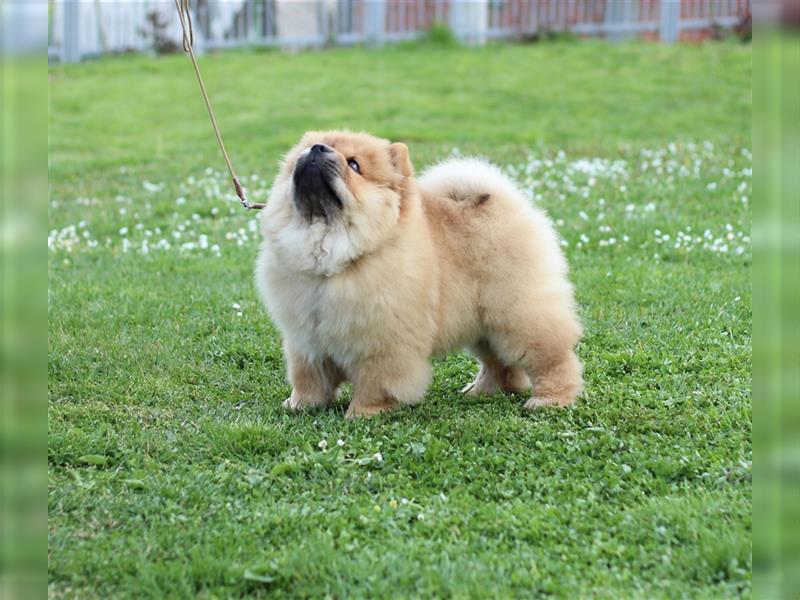 Chow Chow