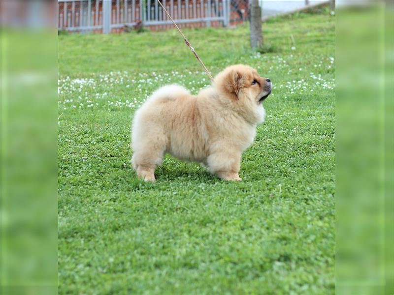 Chow Chow