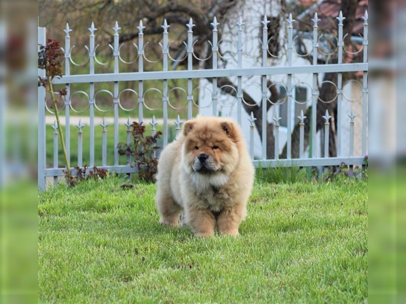 Chow Chow