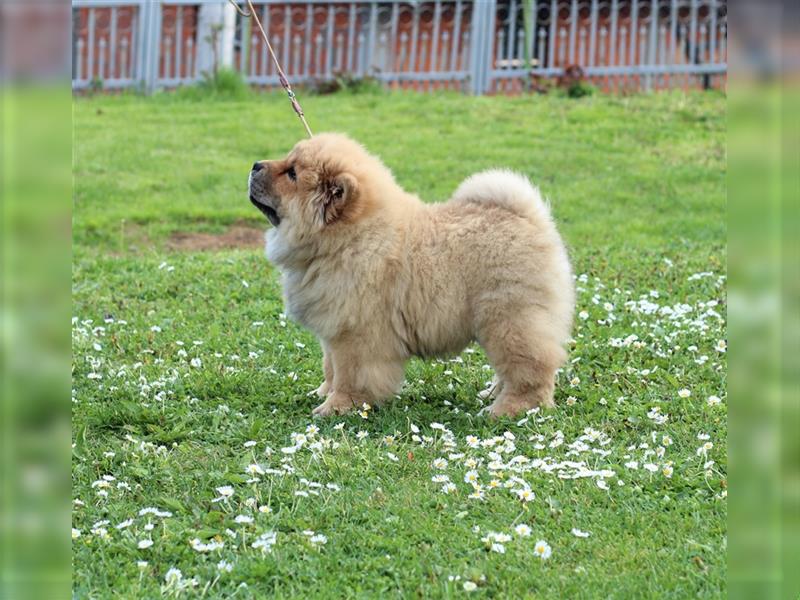 Chow Chow