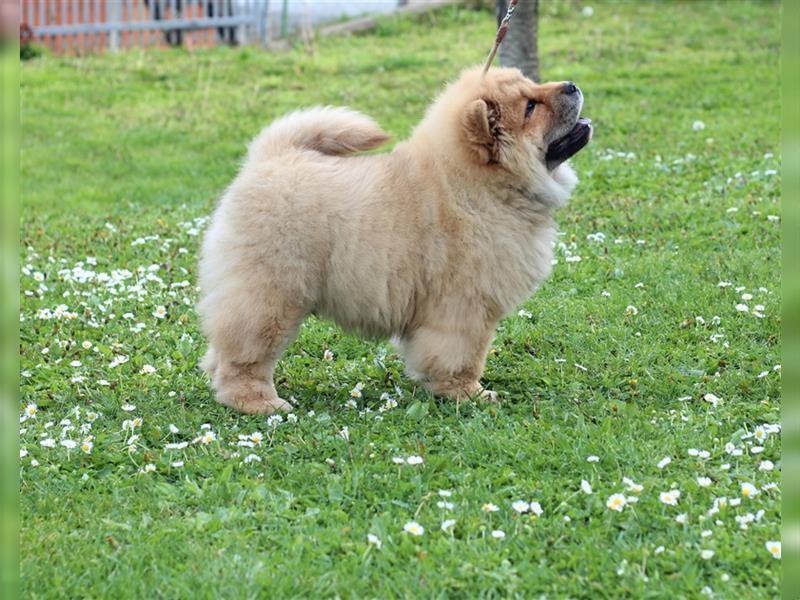 Chow Chow