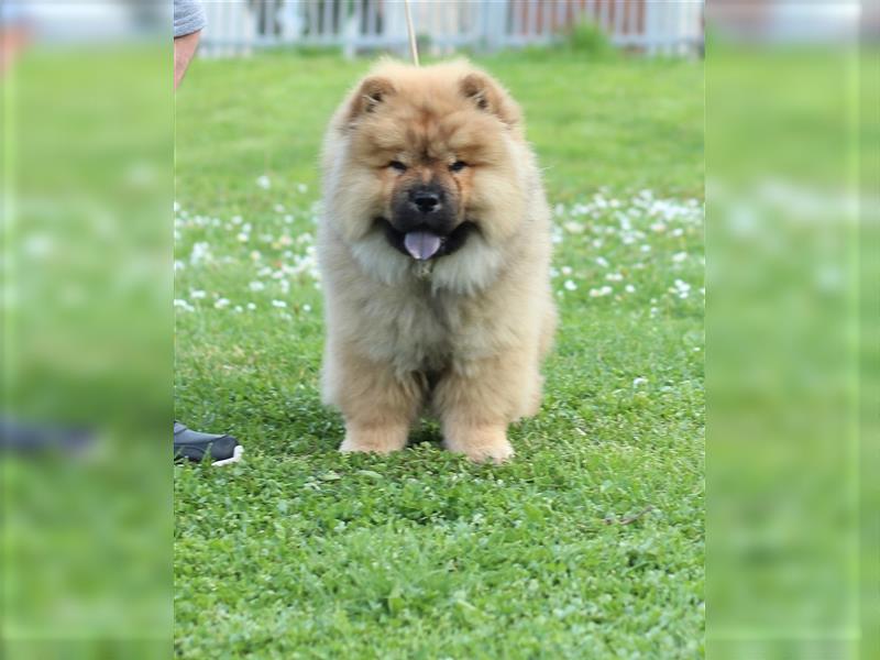 Chow Chow