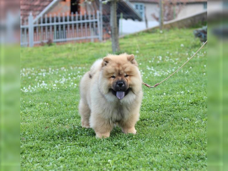 Chow Chow