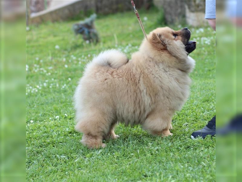 Chow Chow