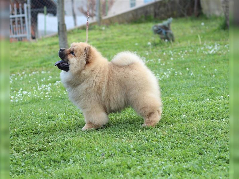 Chow Chow