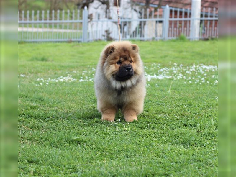 Chow Chow