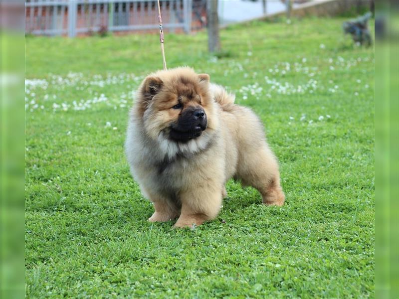 Chow Chow