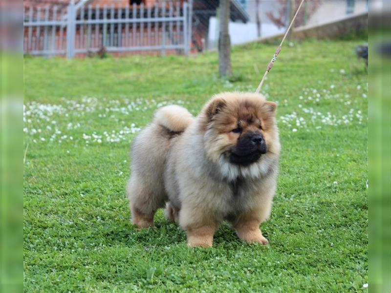 Chow Chow