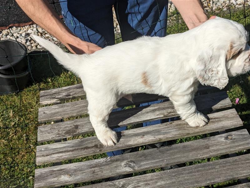 Clumber Spaniel Welpen abzugeben