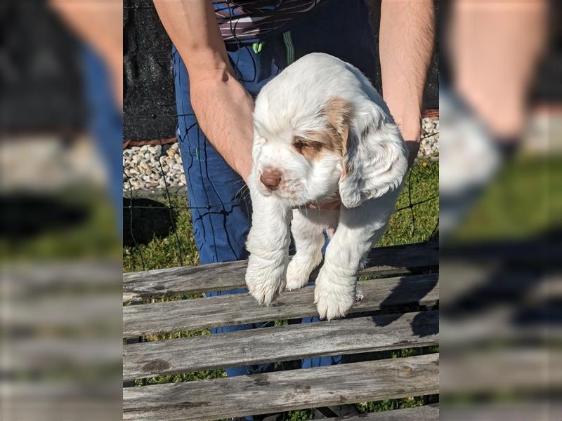 Clumber Spaniel Welpen abzugeben