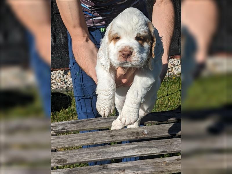 Clumber Spaniel Welpen abzugeben