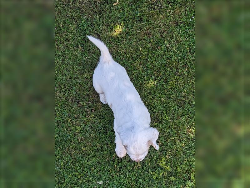 Clumber Spaniel Welpen abzugeben