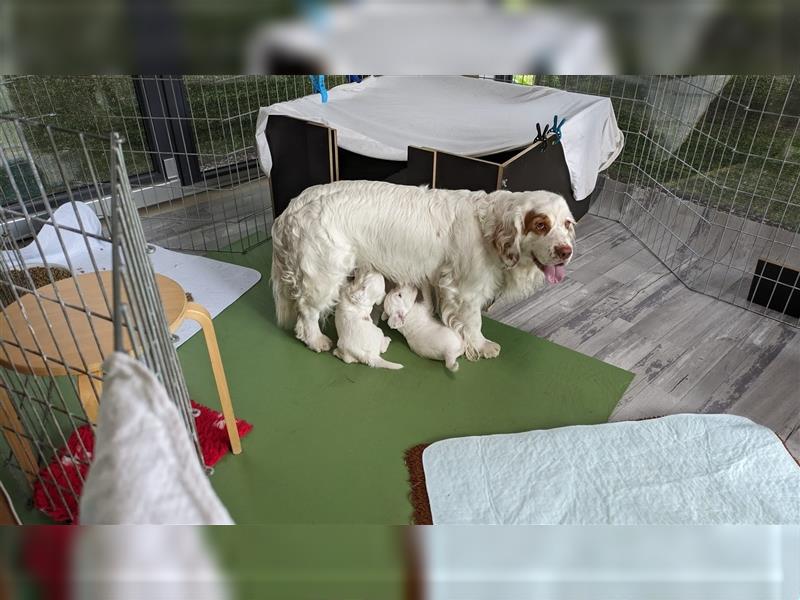 Clumber Spaniel Welpen abzugeben