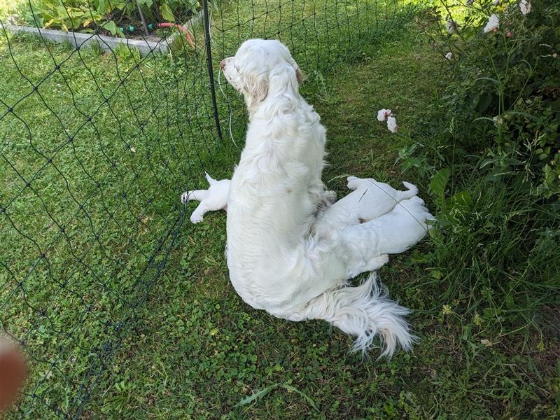 Clumber Spaniel Welpen abzugeben