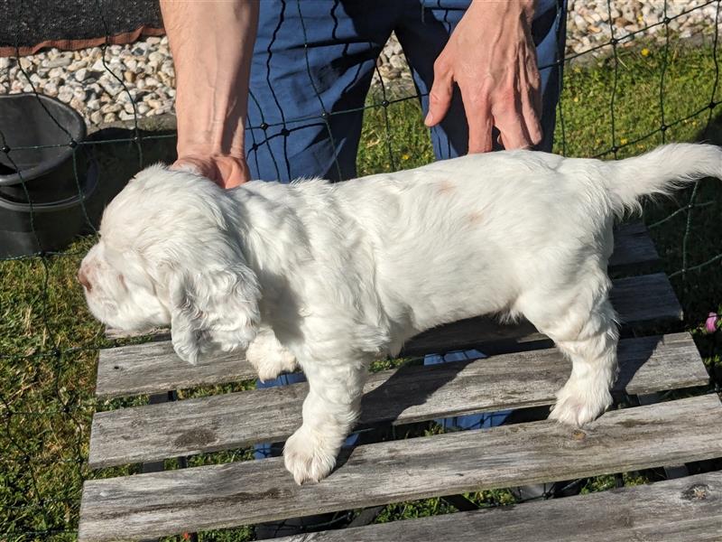 Clumber Spaniel Welpen abzugeben