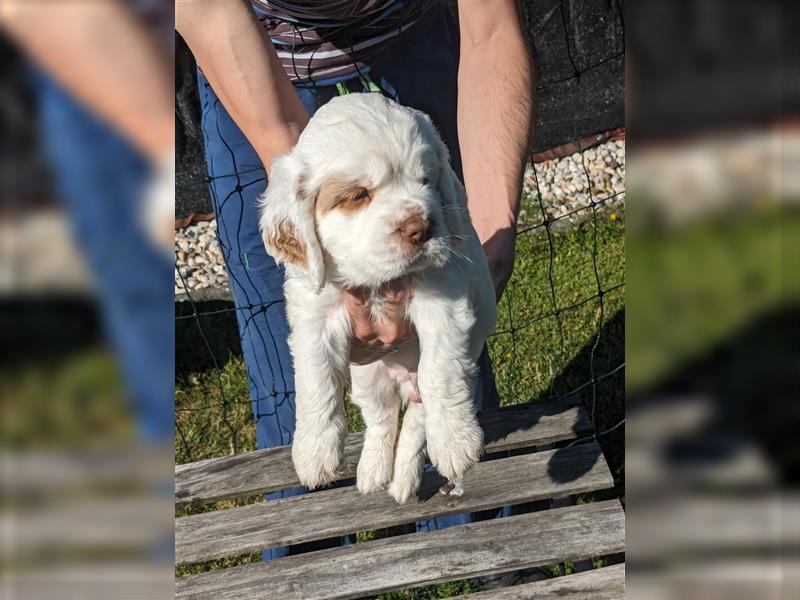 Clumber Spaniel Welpen abzugeben