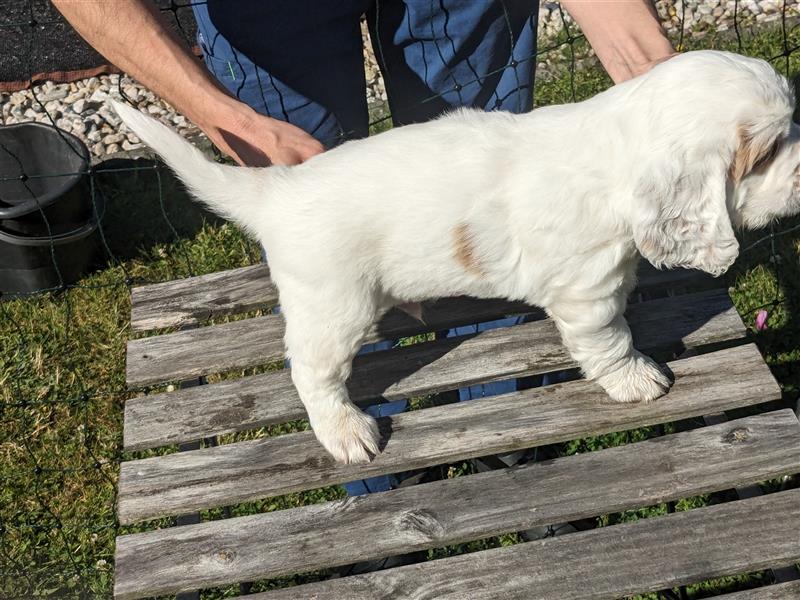 Clumber Spaniel Welpen abzugeben