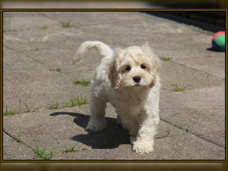 Cockapoo ! Bezaubernde Welpen aus langjähriger, bewährter u. überprüfter Haus/Familienaufzucht.