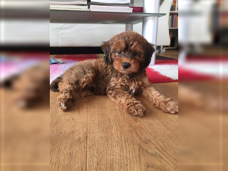 Cockapoo ! Bezaubernde Welpen aus langjähriger, bewährter u. überprüfter Haus/Familienaufzucht.