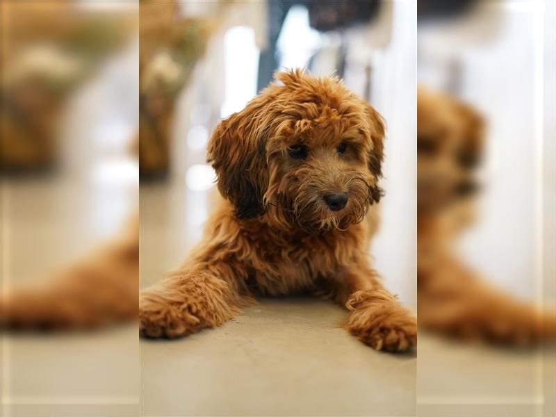 Cockapoo ! Bezaubernde Welpen aus langjähriger, bewährter u. überprüfter Haus/Familienaufzucht.