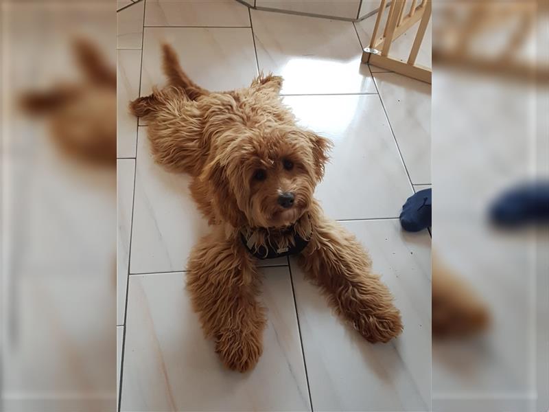 Cockapoo ! Bezaubernde Welpen aus langjähriger, bewährter u. überprüfter Haus/Familienaufzucht.