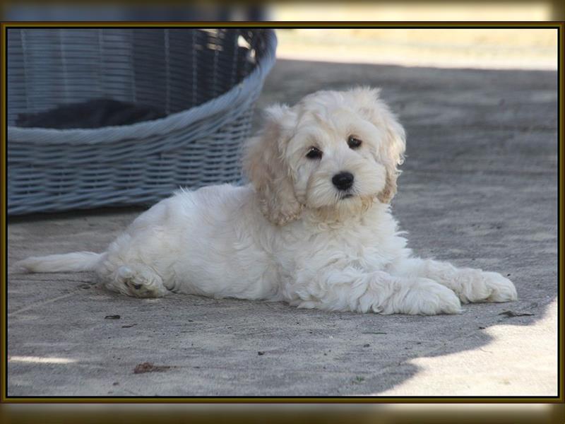 Cockapoo ! Bezaubernde Welpen aus langjähriger, bewährter u. überprüfter Haus/Familienaufzucht.