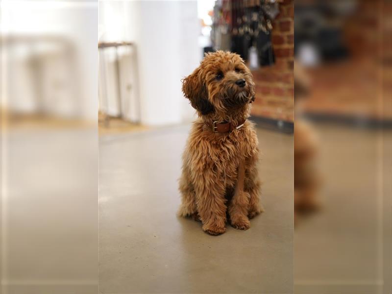 Cockapoo ! Bezaubernde Welpen aus langjähriger, bewährter u. überprüfter Haus/Familienaufzucht.