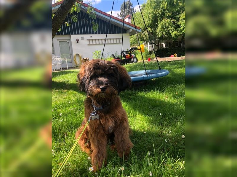 Cockapoo ! Bezaubernde Welpen aus langjähriger, bewährter u. überprüfter Haus/Familienaufzucht.