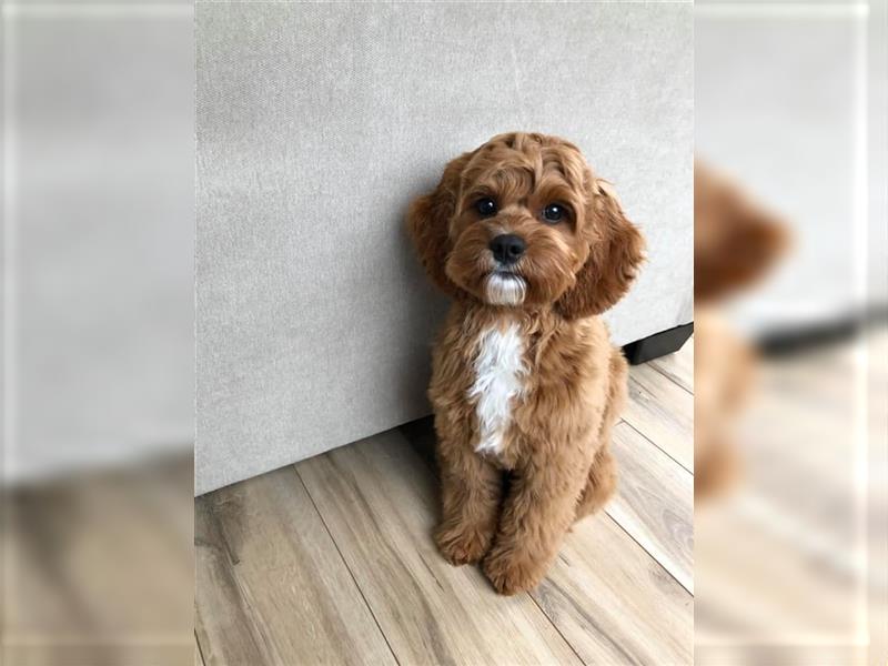 Cockapoo ! Bezaubernde Welpen aus langjähriger, bewährter u. überprüfter Haus/Familienaufzucht.