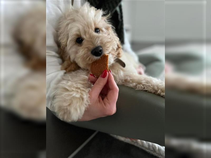 Cockapoo ! Bezaubernde Welpen aus langjähriger, bewährter u. überprüfter Haus/Familienaufzucht.