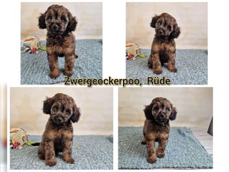 Cockerpoo Welpen aus Profesioneller Zucht suchen ein Zuhause