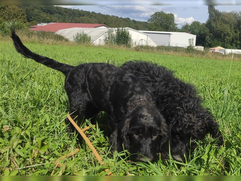 Wunderschöne Cockapoo-Welpen (Pudel-Cockerspaniel) abzugeben