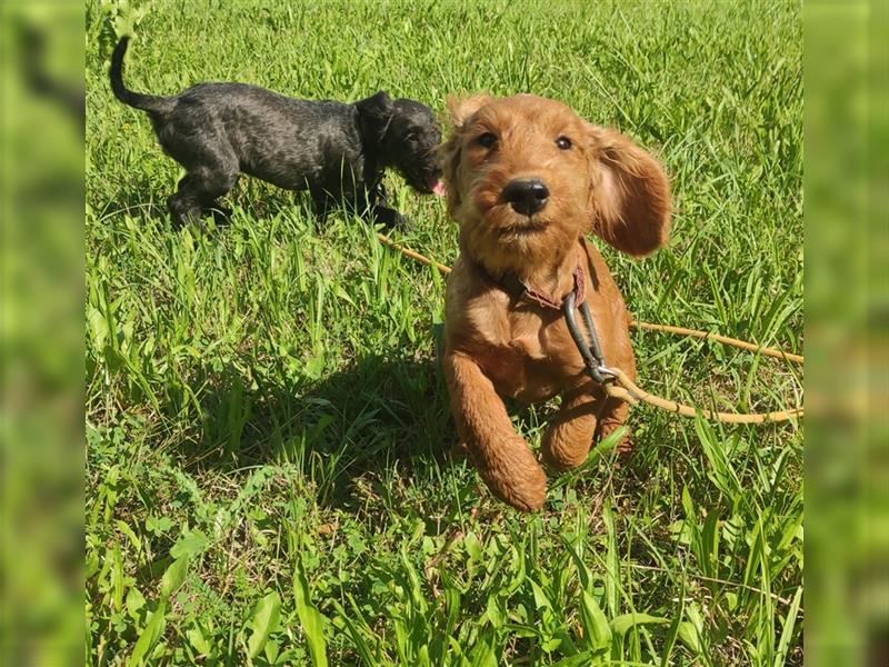 Wunderschöne Cockapoo-Welpen (Pudel-Cockerspaniel) abzugeben