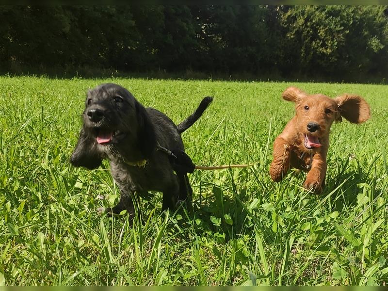 Wunderschöne Cockapoo-Welpen (Pudel-Cockerspaniel) abzugeben