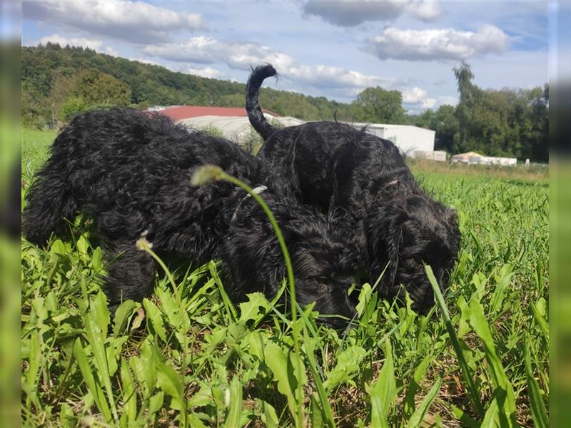 Wunderschöne Cockapoo-Welpen (Pudel-Cockerspaniel) abzugeben