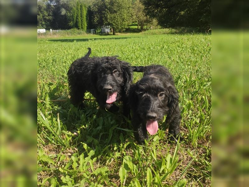 Wunderschöne Cockapoo-Welpen (Pudel-Cockerspaniel) abzugeben