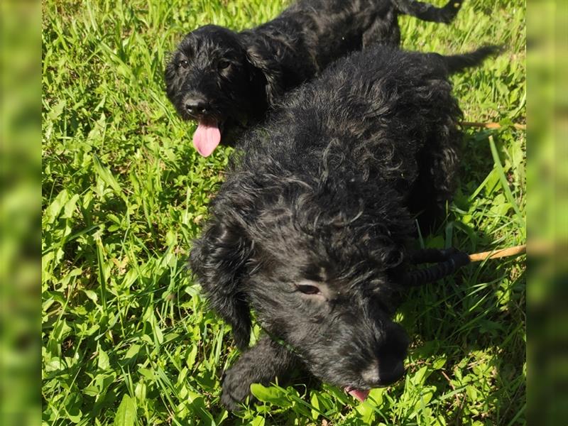 Wunderschöne Cockapoo-Welpen (Pudel-Cockerspaniel) abzugeben