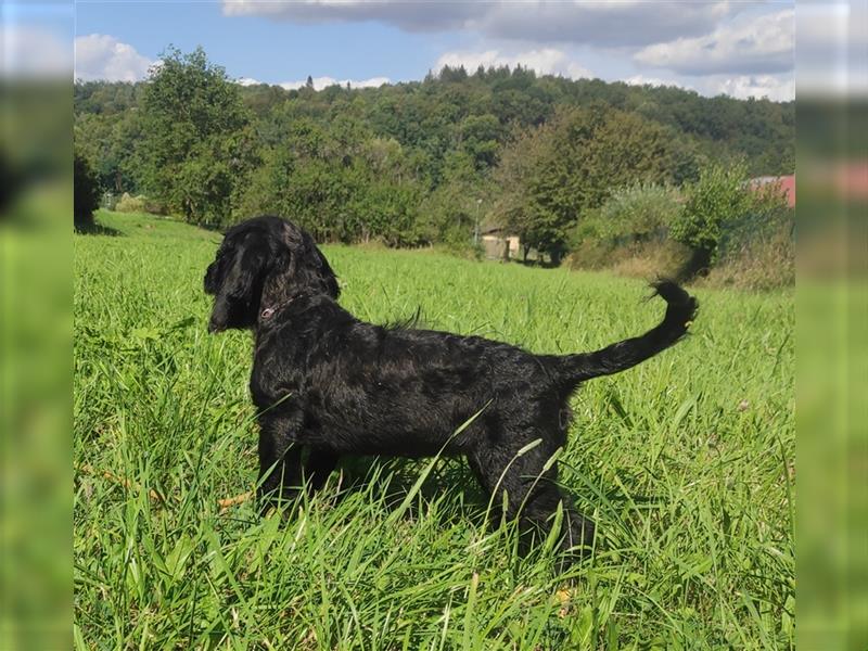 Wunderschöne Cockapoo-Welpen (Pudel-Cockerspaniel) abzugeben